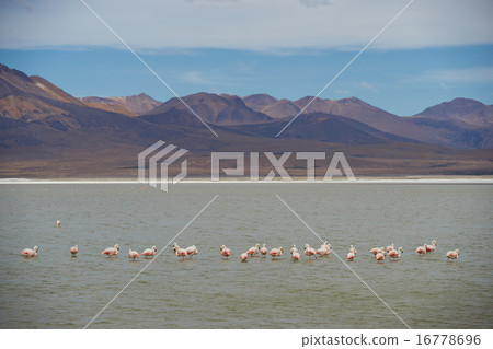 Chilean Flamingos on the Altiplano Chilean Flamingos on the Altiplano 16778696