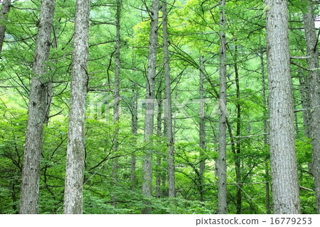 長野縣Kamikochi土地的Karato松林以深綠包裹 長野縣Kamikochi土地的Karato松林以深綠包裹 16779253