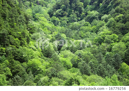 Shinshu Nagano in early summer, green forest of Kamikochi Shinshu Nagano in early summer, green forest of Kamikochi 16779256