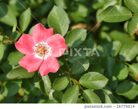 Flowers Flowers 16779814