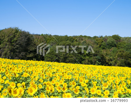向日葵(遠景) 向日葵(遠景) 16779993
