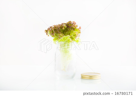 Fresh sunny lettuce in a glass bottle Fresh sunny lettuce in a glass bottle 16780171