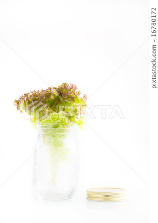 Fresh sunny lettuce in a glass bottle Fresh sunny lettuce in a glass bottle 16780172