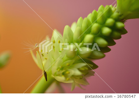 Dandelion and pineapple Lily Dandelion and pineapple Lily 16780547