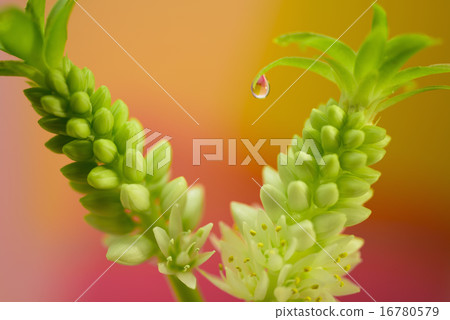 Water droplets and pineapple Lily 16780579