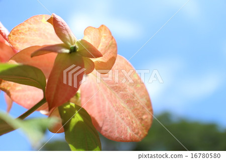 Conlonka Conlonka 16780580