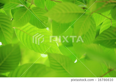 Kiki's leaves 16780810