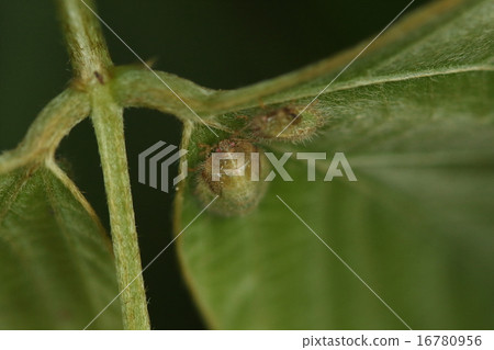 Creatures Insects Marukomugi, adults and larvae seem to love kudzu Creatures Insects Marukomugi, adults and larvae seem to love kudzu 16780956