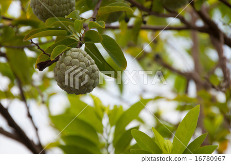 Beef pear side 16780967