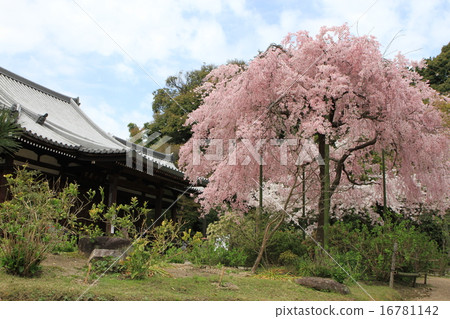 Hokingoin Hokingoin 16781142