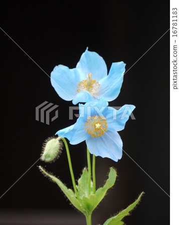 藍罌粟 16781183