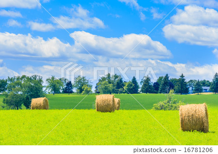 Round hay bales on the green field Round hay bales on the green field 16781206