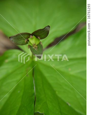 恩里克湯 恩里克湯 16781293