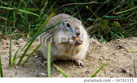 Chipmunk Chipmunk 16781315