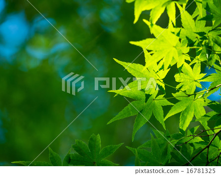 Green leaves of Iohamomoji Green leaves of Iohamomoji 16781325
