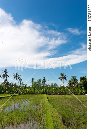 Azalea of Bali rice field and palm and banana 16781851
