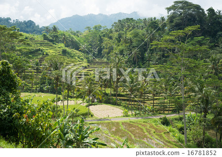 Road in Bali palm tree and rice terrace 16781852