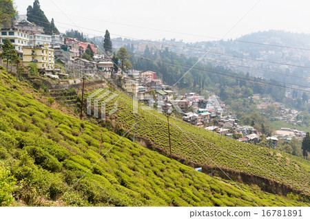 印度大吉嶺茶田和街道 印度大吉嶺茶田和街道 16781891
