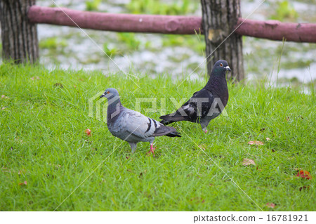  pigeon 16781921