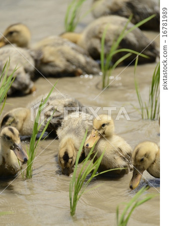 與稻田的鴨子 16781989