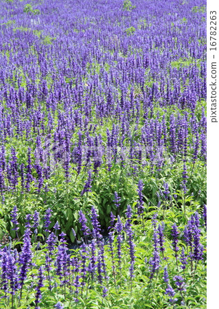 Azumino Chihiro Park Blue Salvia's flower bed 16782263