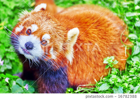 Cute Red Panda. 16782388
