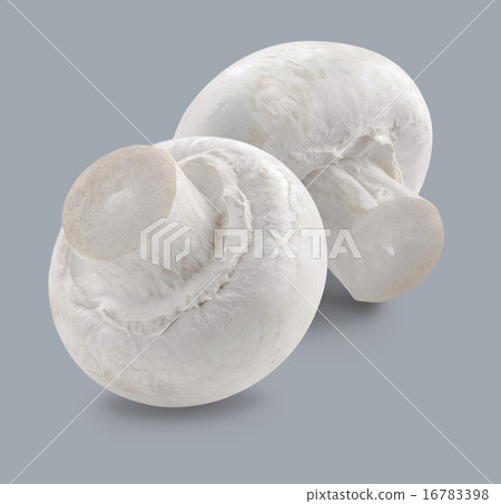Double mushrooms isolated on grey background Double mushrooms isolated on grey background 16783398