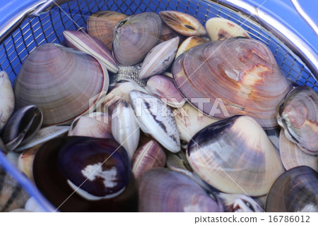 Clams in a bucket Clams in a bucket 16786012