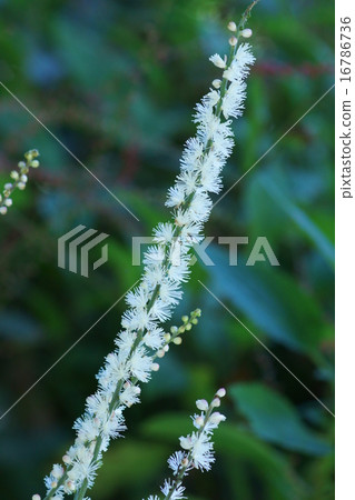 My name is Inuushousa dogsman. 16786736