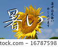 Sun Flower  16787598