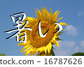 Sun Flower  16787626