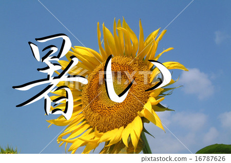Sun Flower Sun Flower 16787626