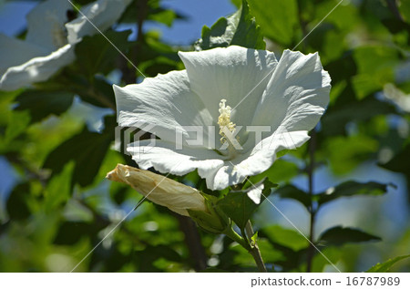 Mukke（Kin Geun） 16787989