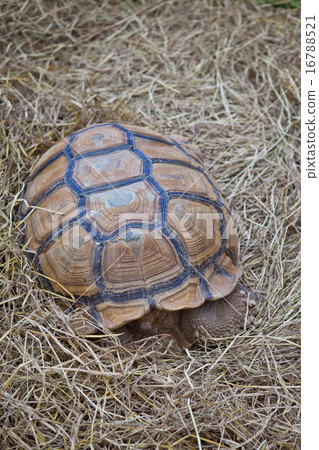 Turtle on dry grass 16788521