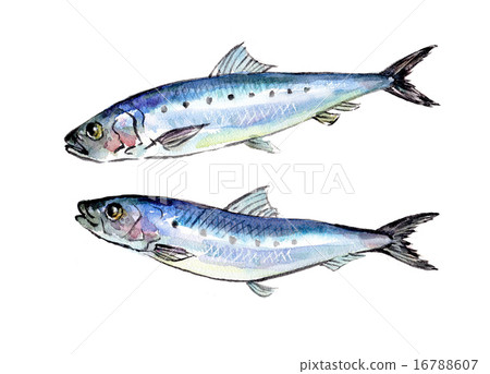 沙丁魚水彩插圖 16788607