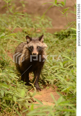 Hondo Tanuki 16788686