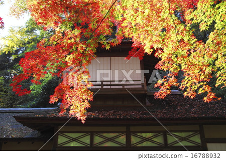 橫濱Sankei en聽覺拍賣行夜深秋葉 16788932