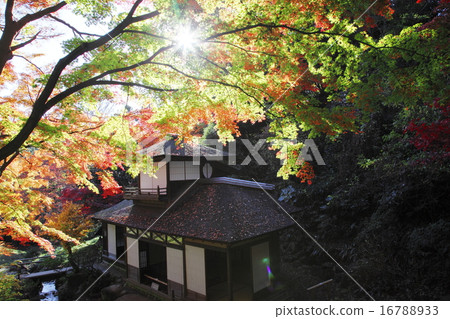 橫濱Sankei en聽覺拍賣行夜深秋葉 16788933