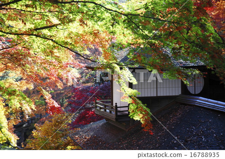 橫濱Sankei en聽覺拍賣行夜深秋葉 16788935