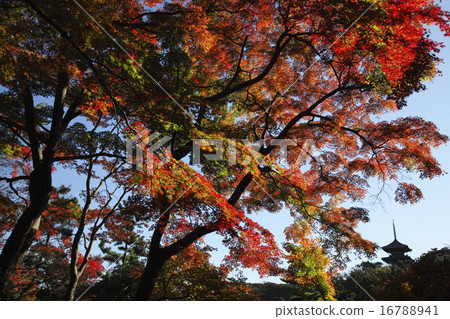 在秋天日本風景的秋葉 在秋天日本風景的秋葉 16788941