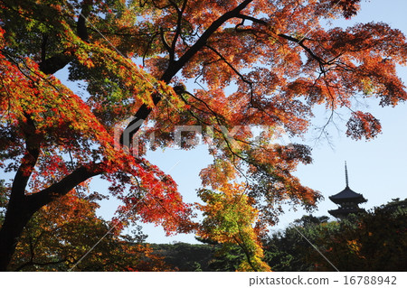 在秋天日本風景的秋葉 16788942