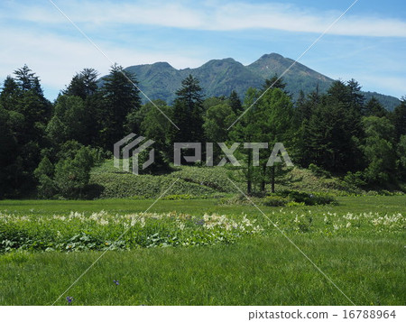 從大江林地山湖和三個落葉松 16788964