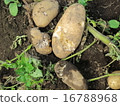 potato  16788968