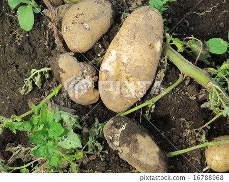 potato potato 16788968