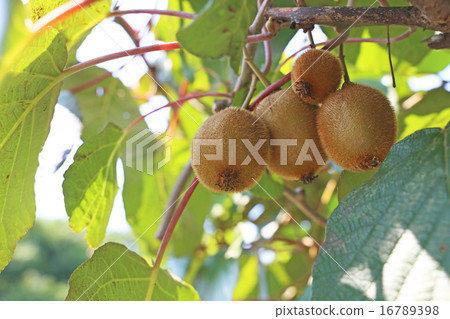Kiwi Kiwi 16789398