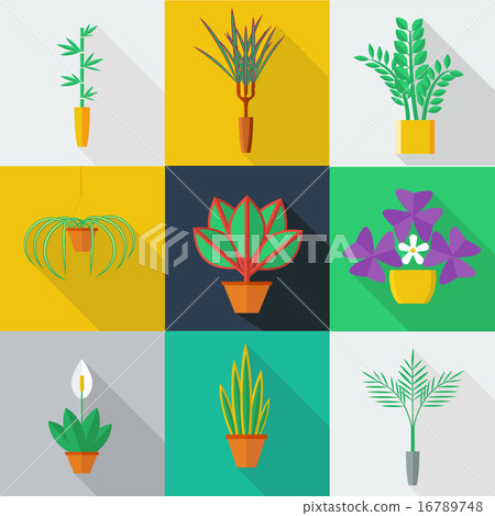 Illustration of houseplants 16789748