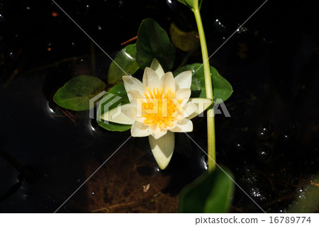 Ozegahara的貓頭鷹 16789774