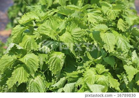 Shiso leaves Shiso leaves 16789830