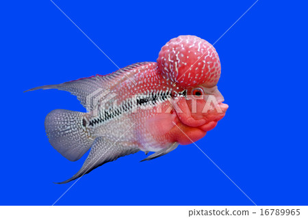 flowerhorn cichlid or cichlasoma fish flowerhorn cichlid or cichlasoma fish 16789965