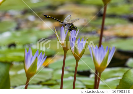 Water lilies and dragonfly 16790328